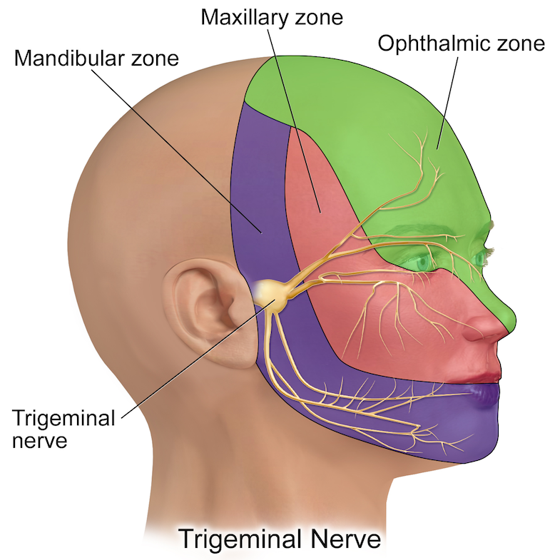 Trigeminal nerves