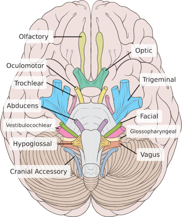 Facial nerves diagram